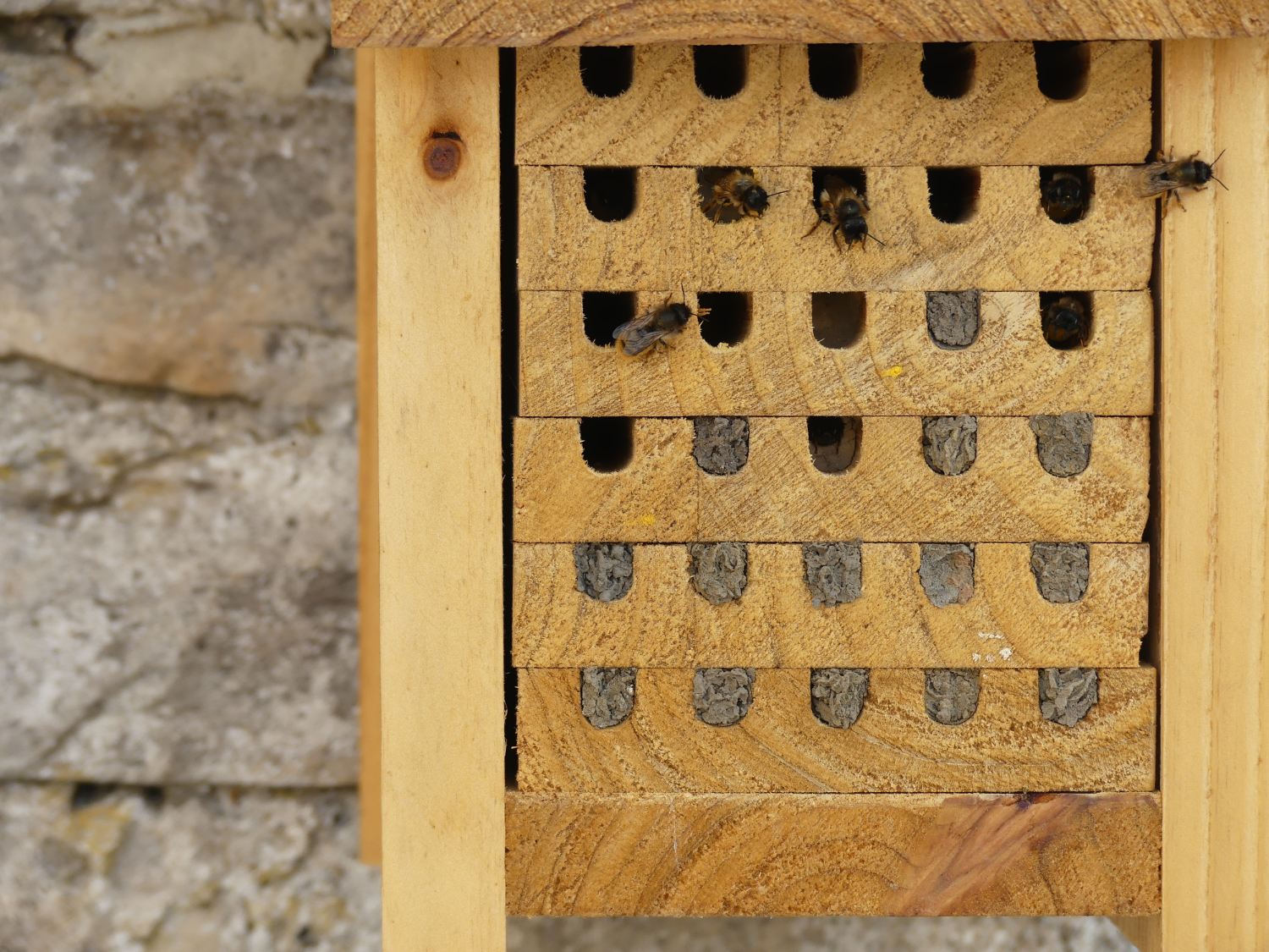 Photo 1 Bee Hotel - June 2026