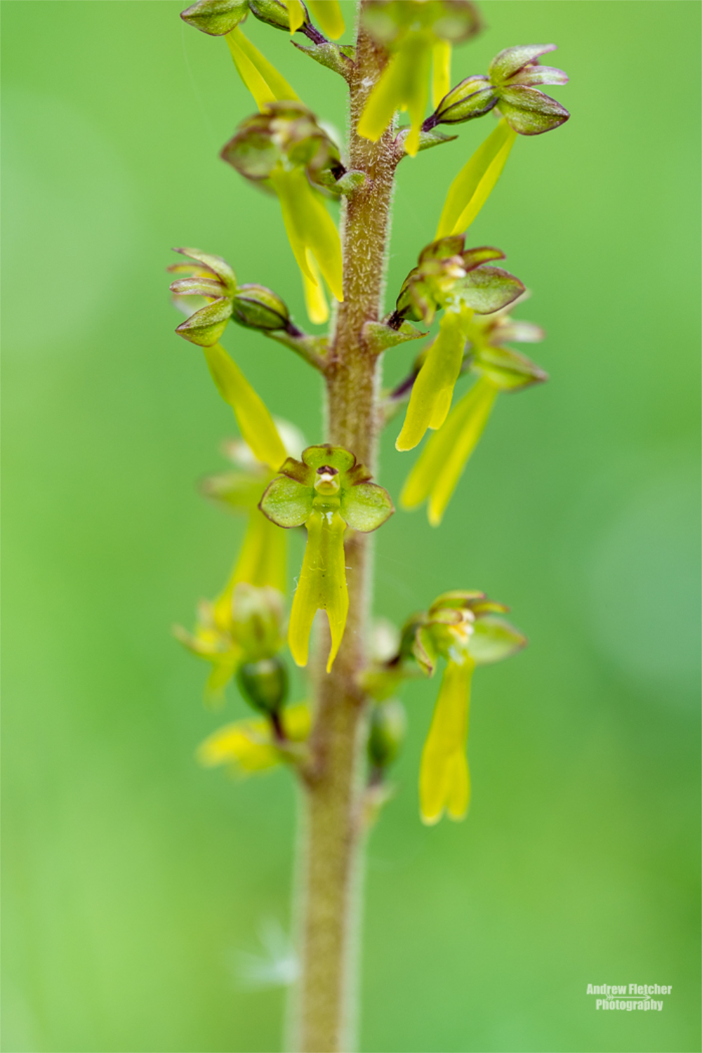 Photo 5 - Common Twayblade - June 2026.jpg