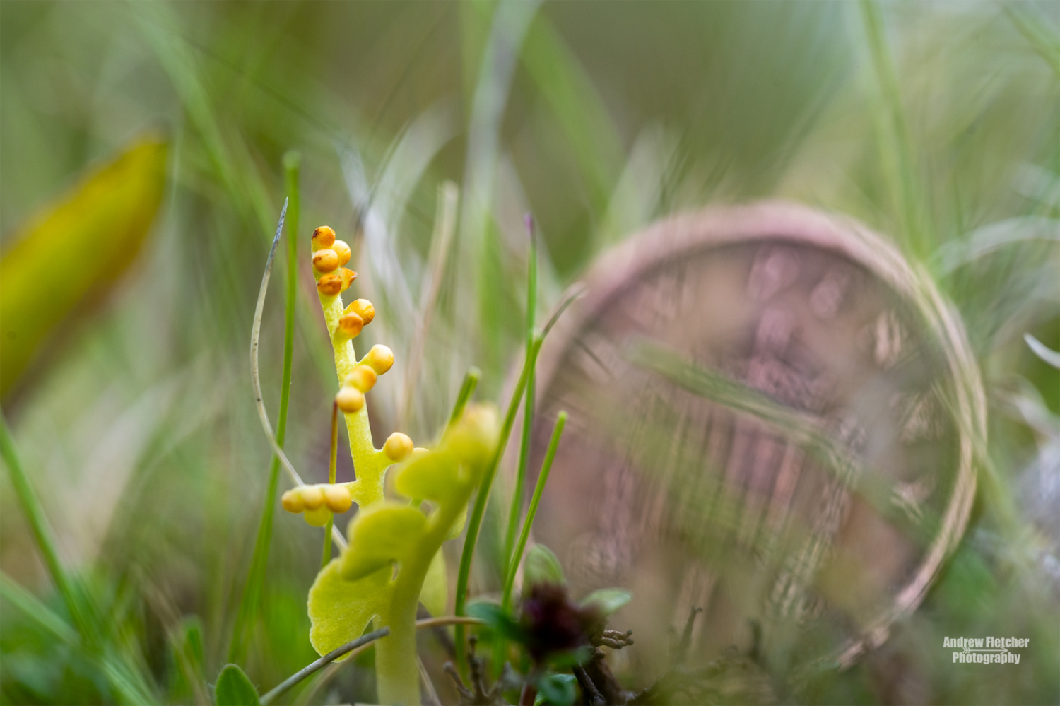 Photo 6 - Common Moonwort June 2026.jpg