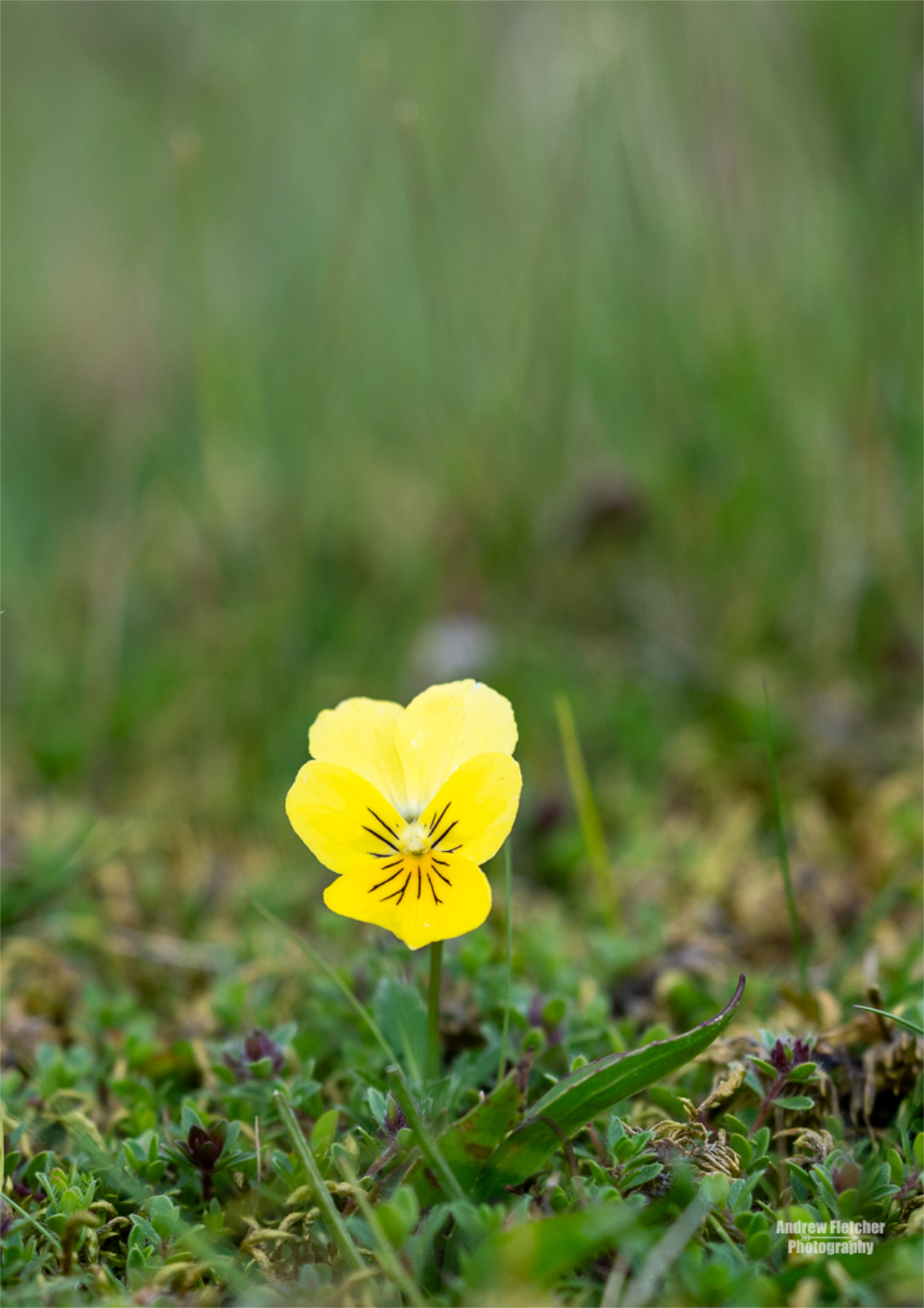 Photo 7 - Mountain Pansy June 2026.jpg